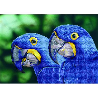 dd9_023_-_blue_hyacinth_macaws-600x600
